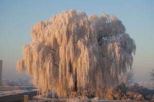 Zomaar wat winterse plaatjes